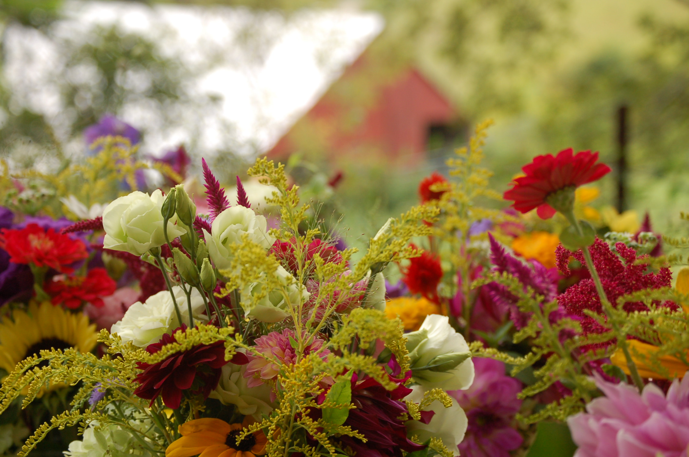 Farm Tour/U-Pick, Sept 19, 10 am-Noon - Image 11