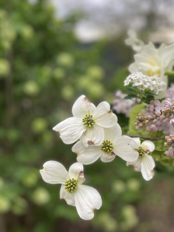 SOLD OUT Celebrate Spring (And My Birthday!) Workshop - Thurs, Apr 17, 10 am-12:30 pm $165 - Image 9