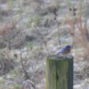 Winter Nature Writing Workshop, Feb 21, 9-4